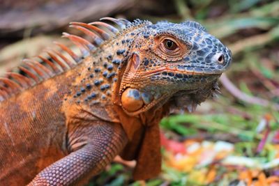 Close-up of a iguana