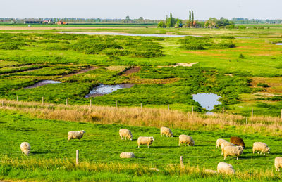 Sheep grazing in a field