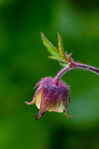 Flower capture in the nature