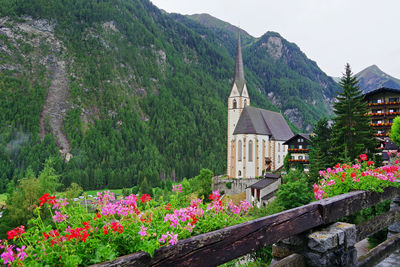 Flowering plants by building against sky