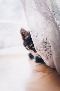 Cropped portrait of cat hiding behind white curtain