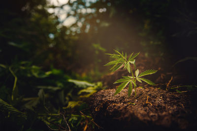 Close-up of small plant growing on land