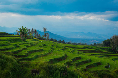 Scenic view of agricultural field against sky