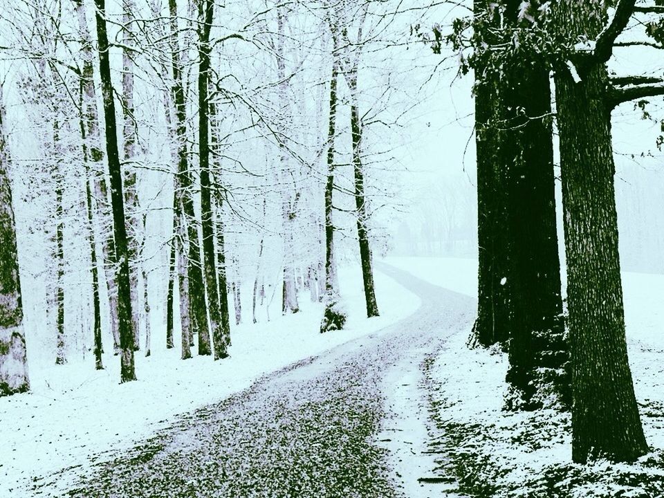 tree, winter, snow, cold temperature, the way forward, bare tree, tree trunk, treelined, branch, tranquility, nature, diminishing perspective, season, tranquil scene, road, vanishing point, beauty in nature, weather, clear sky, street