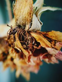 Close-up of dry leaves on plant during autumn