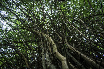 Low angle view of trees against sky