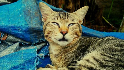 Close-up portrait of cat relaxing outdoors