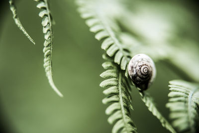 Snail fern