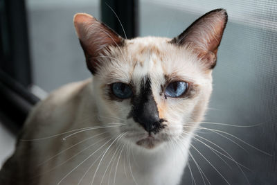 Close-up portrait of a cat