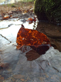 Close-up of autumn leaf in water