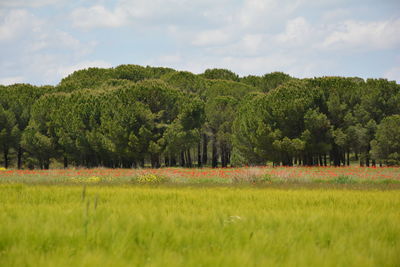 Field with trees in background
