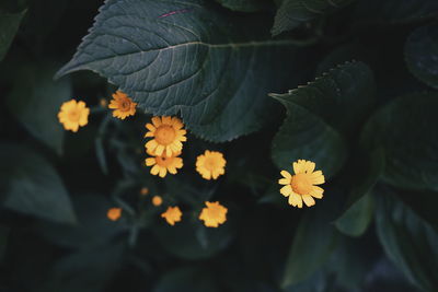 Close-up of yellow flowering plant