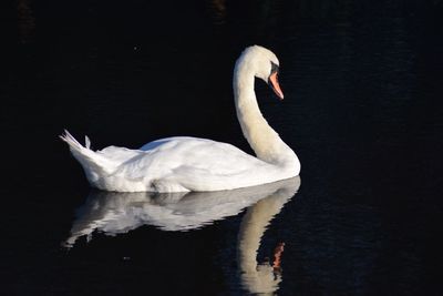 High angle view of swan swimming in lake
