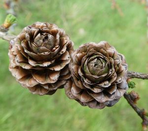 Close-up of plant on land