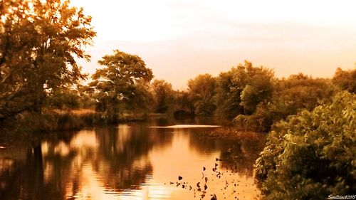 Reflection of trees in lake