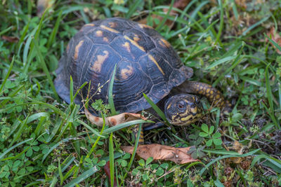 Close-up of turtle on field