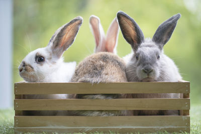 Three little rabbit in basket on green grass , cute rabbit in the meadow on garden nature background