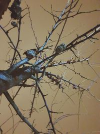 Close-up of bird perching on branch