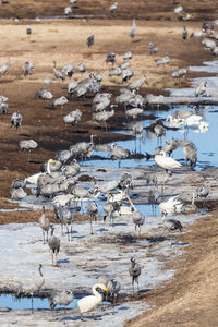 Cranes and whooper swans in the spring at lake hornborgasjön in sweden