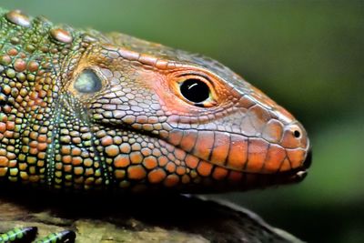 Close-up of lizard