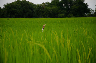 Scenic view of agricultural field