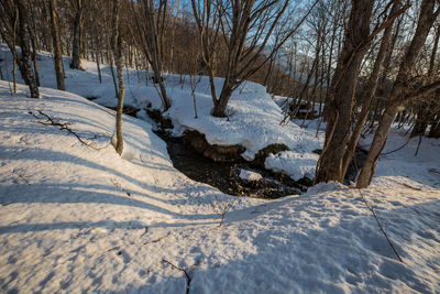 Bare trees on snow covered field