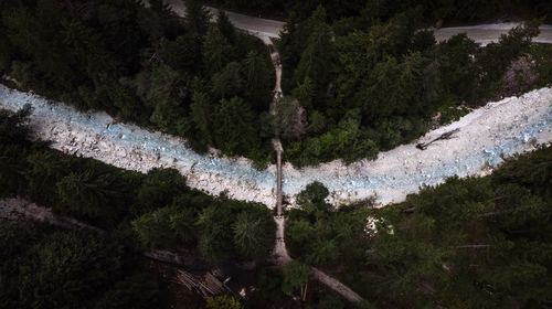 High angle view of trees growing on land