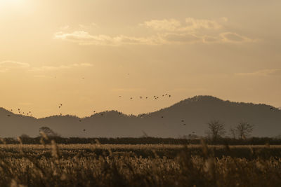 View of birds on field against sky