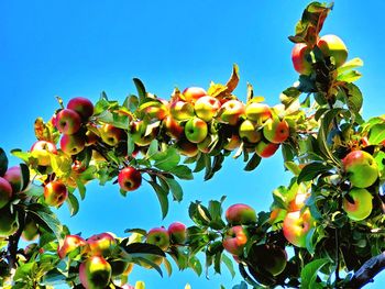 Low angle view of fruits growing on tree against sky