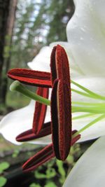 Close-up of red flower