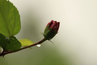 Close-up of red flowering plant