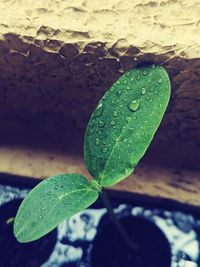 Close-up of raindrops on leaves