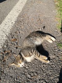 High angle view of cat relaxing outdoors