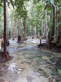 Scenic view of waterfall in forest