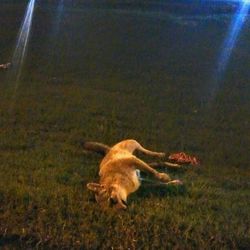 High angle view of dog on field