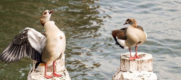 Birds perching on wooden post in lake