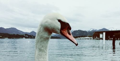 Side view of swan swimming in lake