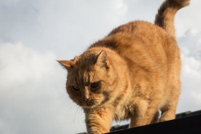 Close-up of a cat looking away