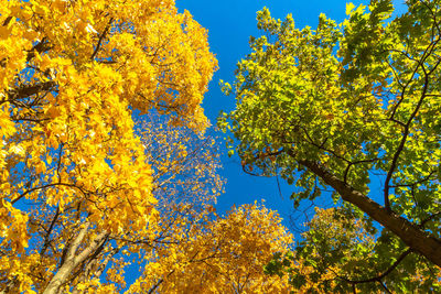 Low angle view of flowering plants against blue sky