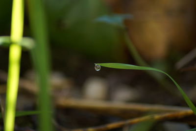 Close-up of green leaves
