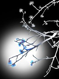 Close-up of snow on tree against sky at night