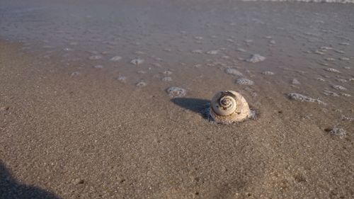 Snail on shore at beach