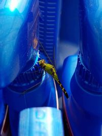 Close-up of bee on blue surface