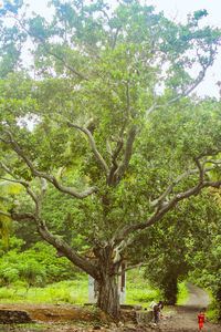 View of tree in park