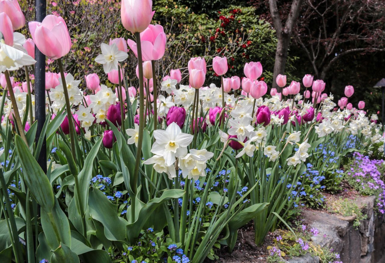 PINK TULIPS IN GARDEN