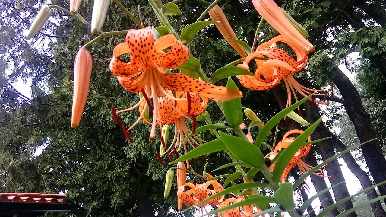 CLOSE-UP OF ORANGE FLOWERING PLANTS ON RED PLANT