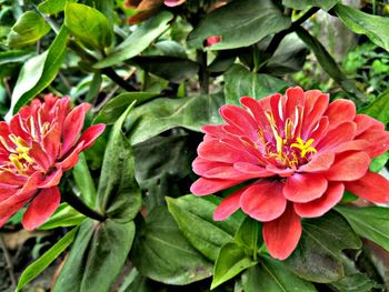 Close-up of red flowering plant in park