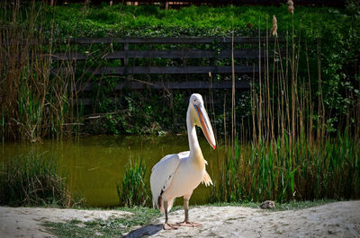 Bird standing in a lake