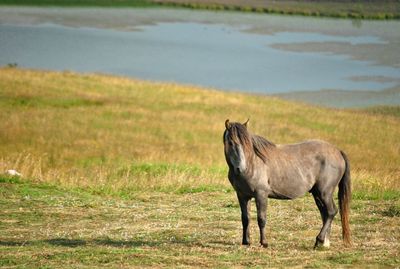 Horse standing in a field