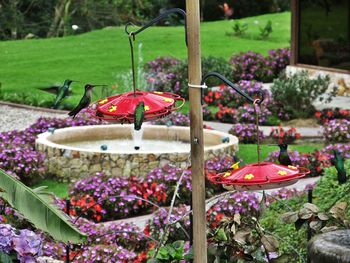 Hummingbirds perching on bird feeders at pole by flowers in park